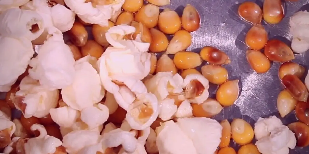Popcorn Without Kernels Does it Actually Exist (1)