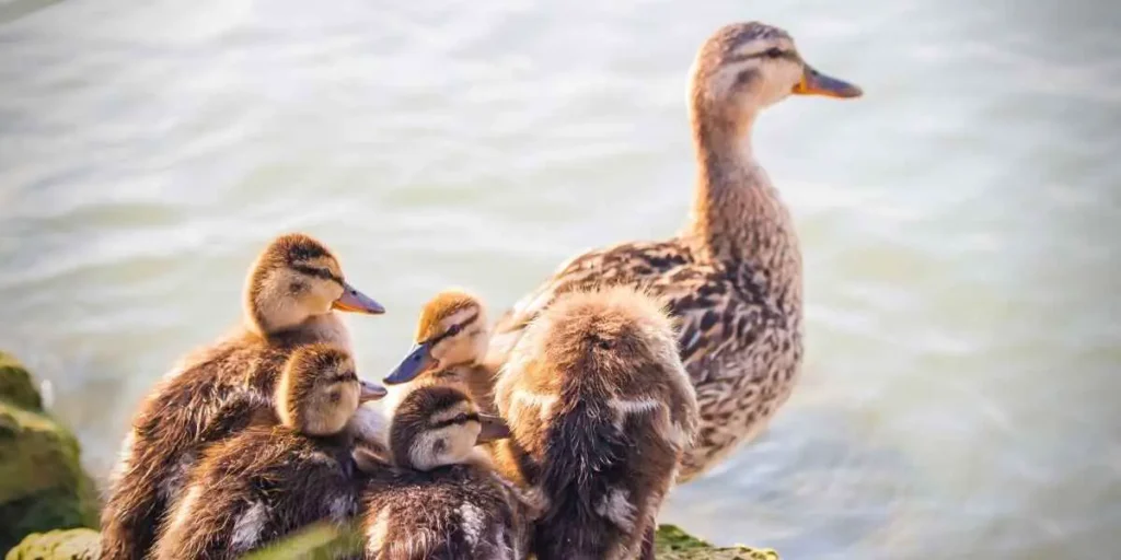 duck family in pond