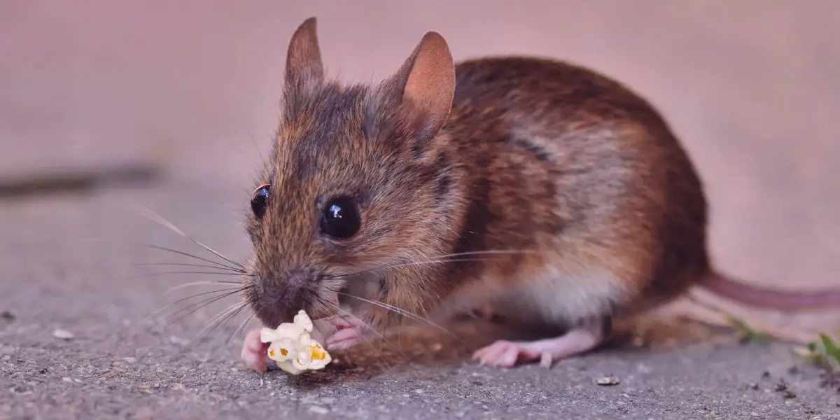 can mice eat popcorn