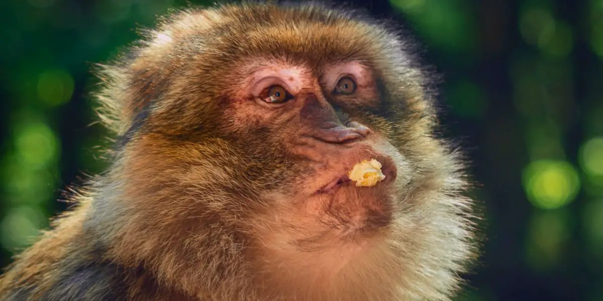 can monkeys eat popcorn