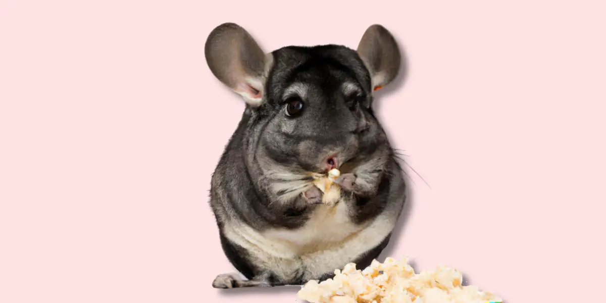 chinchilla eating popcorn