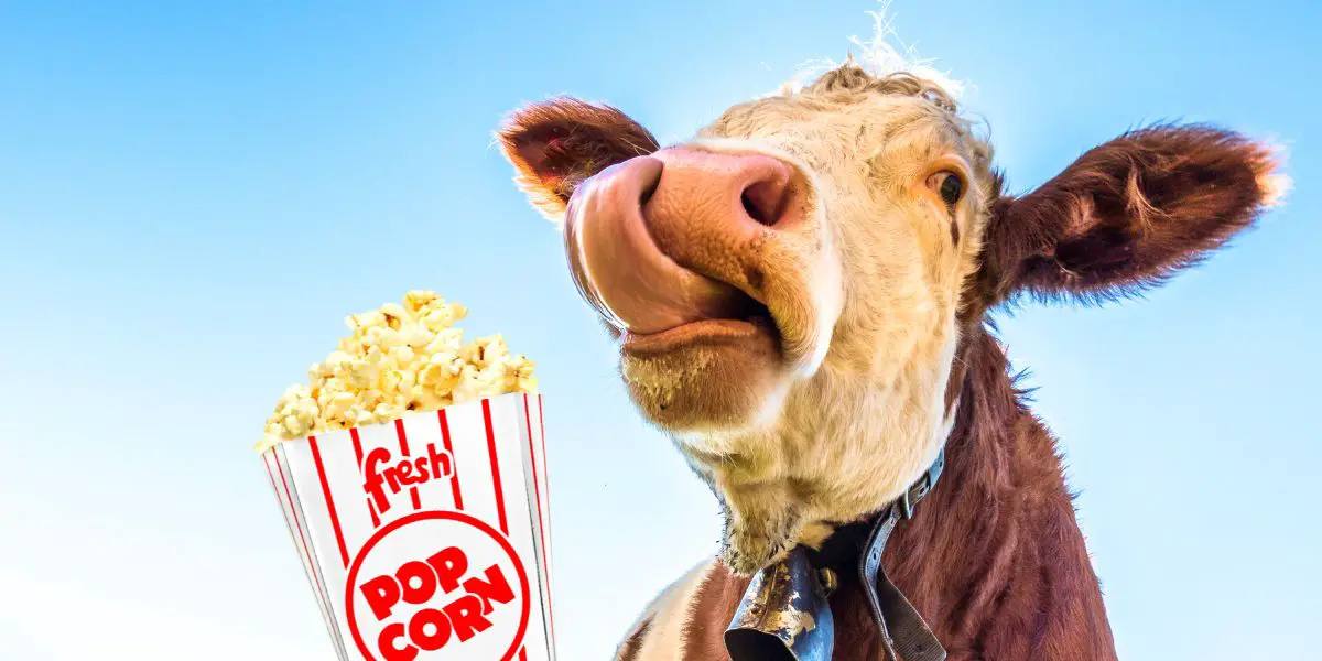 cow eating popcorn