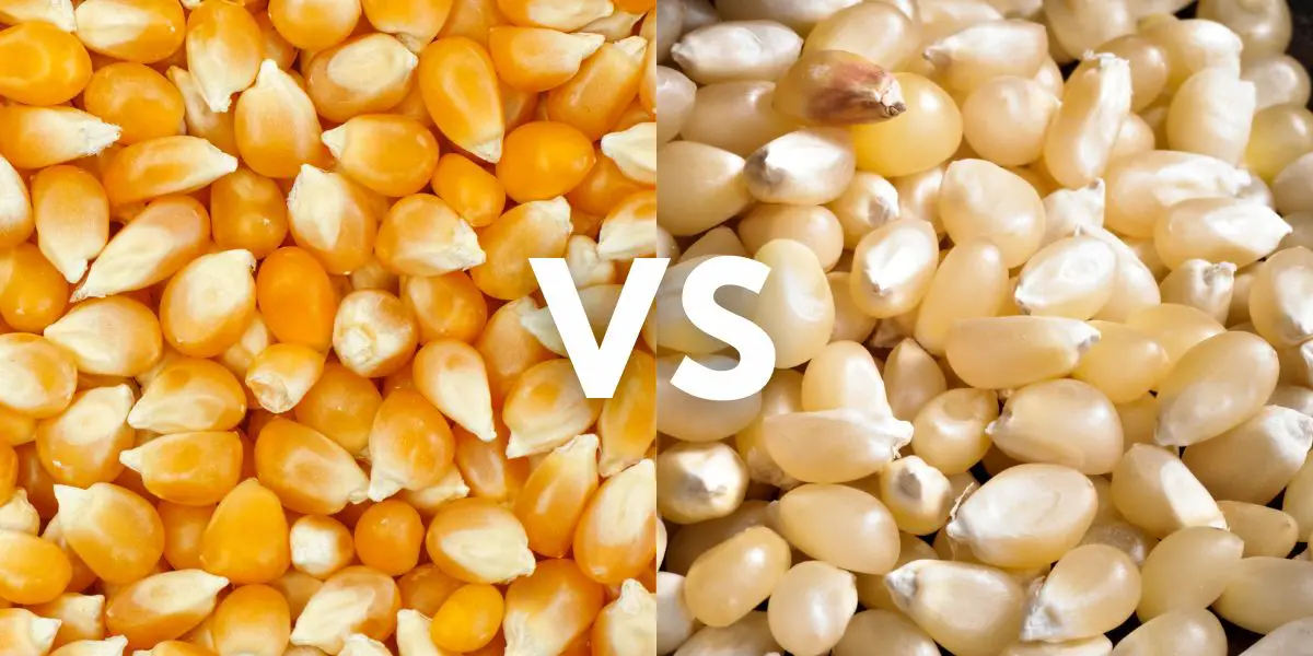 yellow vs white popcorn