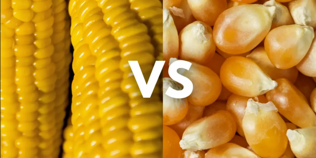 corn vs popcorn whats the difference