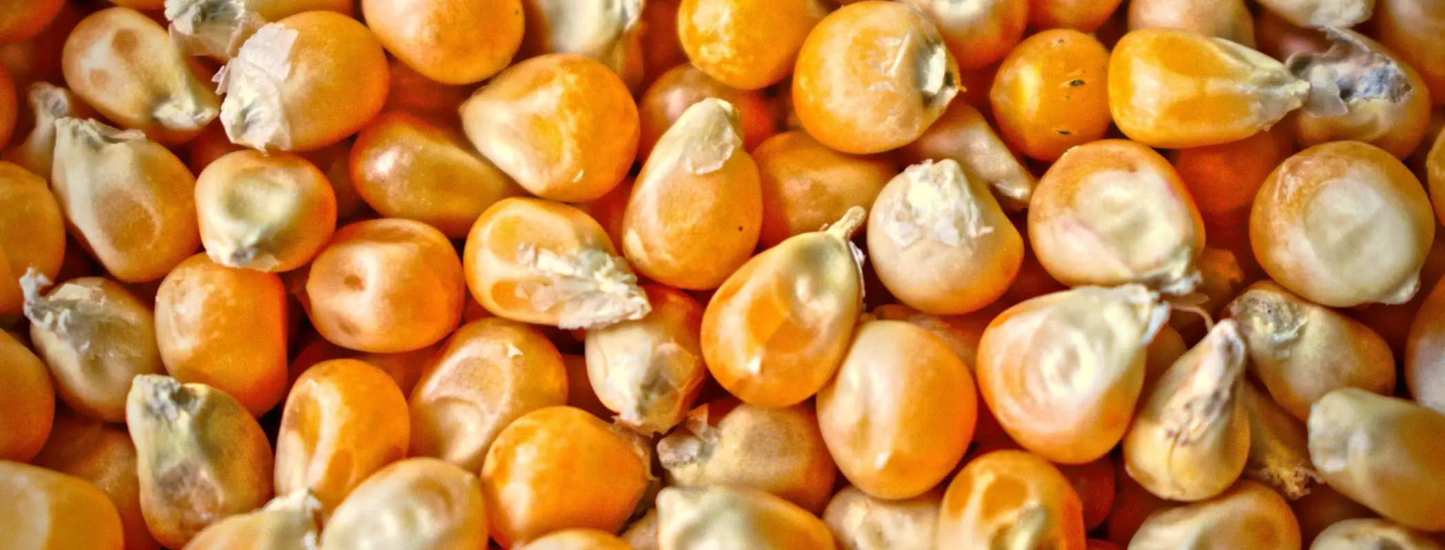 old popcorn kernels
