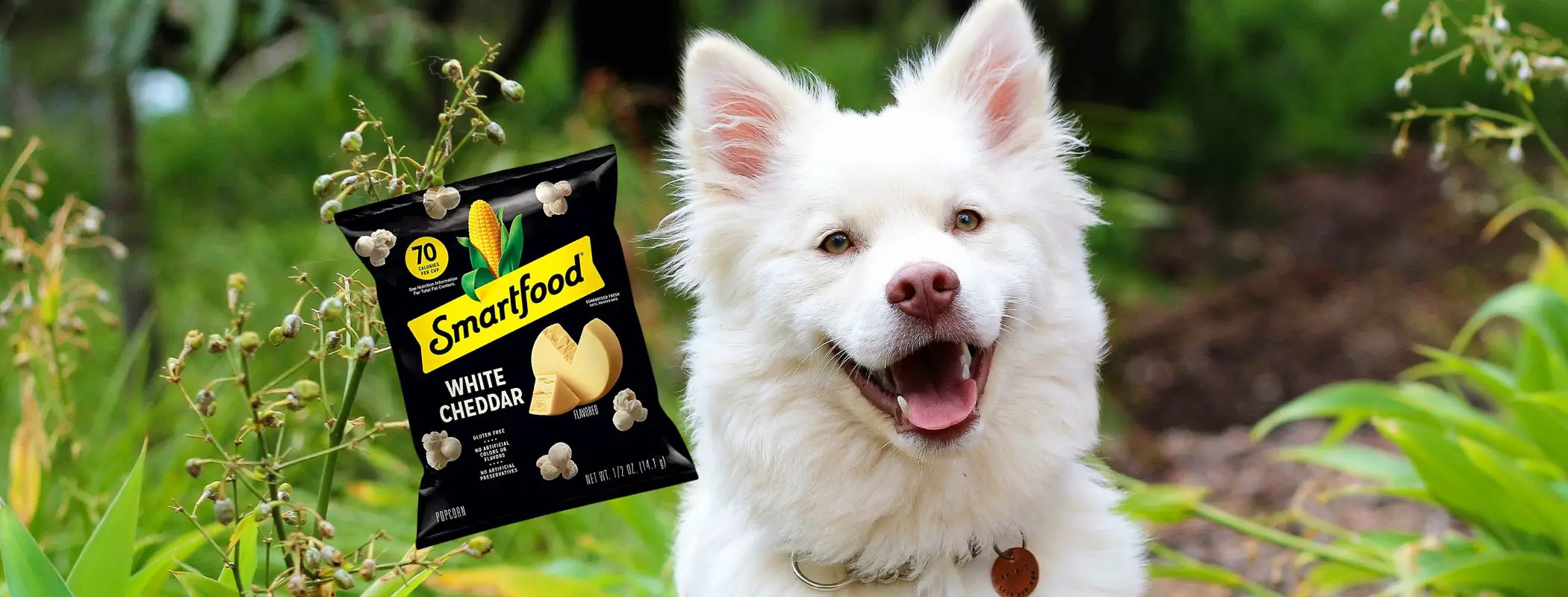 Can Dogs Eat Smartfood Popcorn?