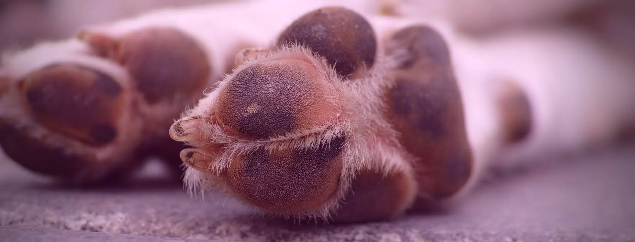 Why Do Dogs’ Feet Smell Like Popcorn?